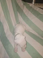 Light green, a female Dogo Argentino for sale in Barney, GA – 7 of 8