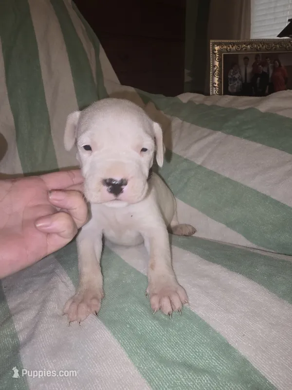Purple Female  – Dogo Argentino puppy for sale in Barney, GA