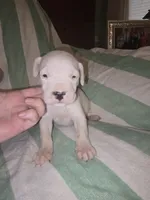 Purple Female , a female Dogo Argentino for sale in Barney, GA – 1 of 8