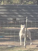 Pink female , a female Dogo Argentino for sale in Barney, GA – 7 of 8