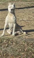 Purple Female , a female Dogo Argentino for sale in Barney, GA – 3 of 8