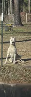 Light green, a female Dogo Argentino for sale in Barney, GA – 3 of 8