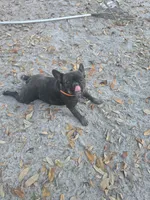 Fancy, a female French Bulldog for sale in Barney, GA – Photo 2 of 3