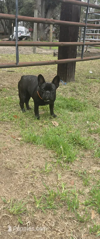 Fancy – French Bulldog puppy for sale in Barney, GA