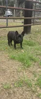 Fancy, a female French Bulldog for sale in Barney, GA – Photo 1 of 3