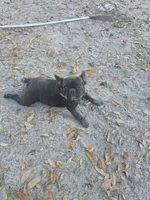 Fancy, a female French Bulldog for sale in Barney, GA – Photo 3 of 3