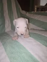 Light green, a female Dogo Argentino for sale in Barney, GA – 5 of 8