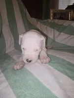 Light green, a female Dogo Argentino for sale in Barney, GA – 4 of 8