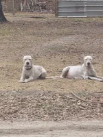 Yellow, a female Dogo Argentino for sale in Barney, GA – Photo 6 of 6