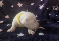 Yellow, a female Dogo Argentino for sale in Barney, GA – Photo 2 of 6