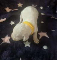 Yellow, a female Dogo Argentino for sale in Barney, GA – Photo 3 of 6