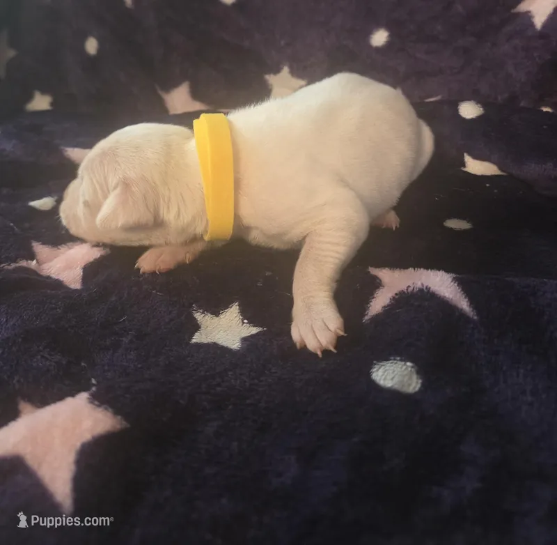 Yellow – Dogo Argentino puppy for sale in Barney, GA