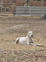 Yellow, a female Dogo Argentino for sale in Barney, GA – Photo 4 of 6