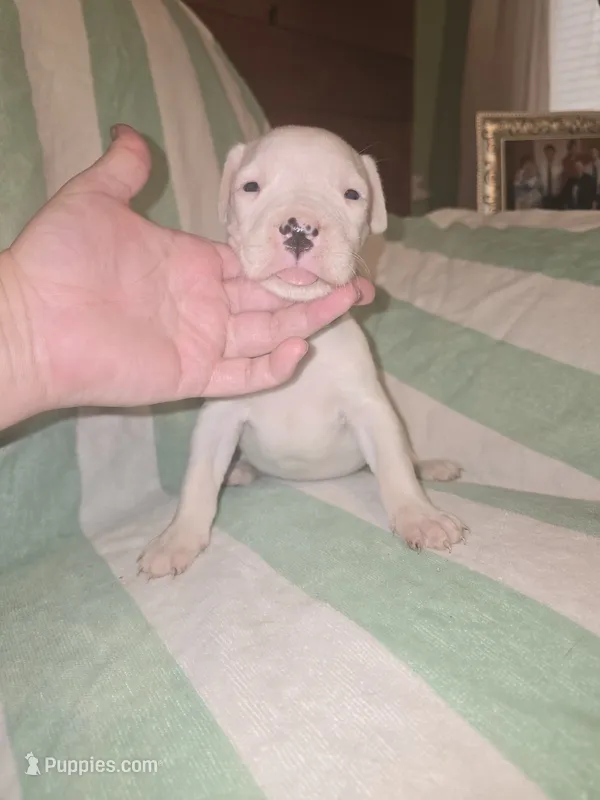 Light green – Dogo Argentino puppy for sale in Barney, GA
