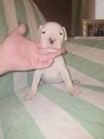 Light green, a female Dogo Argentino for sale in Barney, GA – 1 of 8