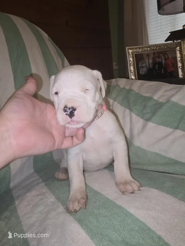 Pink female  – Dogo Argentino puppy for sale in Barney, GA