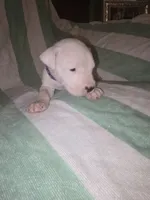 Purple Female , a female Dogo Argentino for sale in Barney, GA – 5 of 8