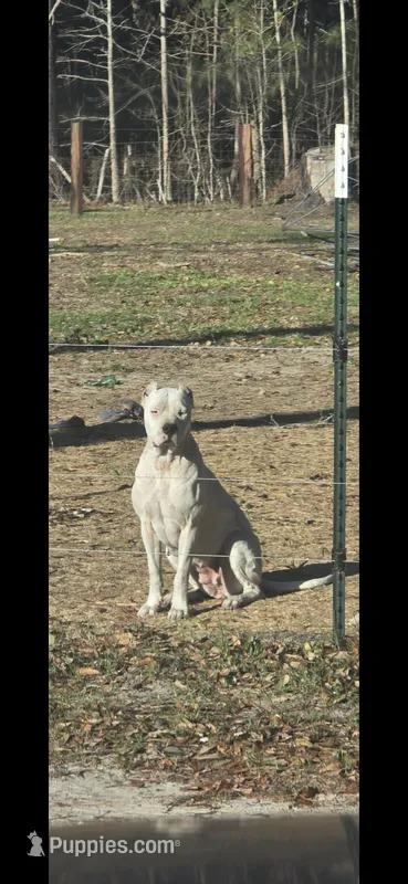 Cindy – Dogo Argentino puppy for sale in Barney, GA