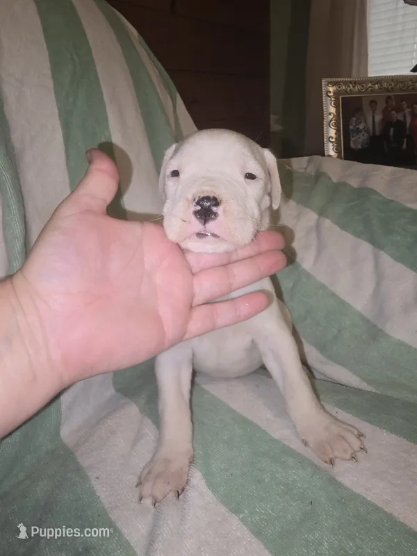 Light Blue Female  – Dogo Argentino puppy for sale in Barney, GA