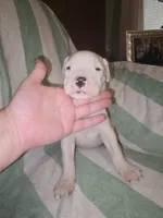 Light Blue Female , a female Dogo Argentino for sale in Barney, GA – 1 of 7
