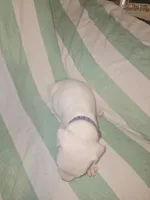 Purple Female , a female Dogo Argentino for sale in Barney, GA – 6 of 8