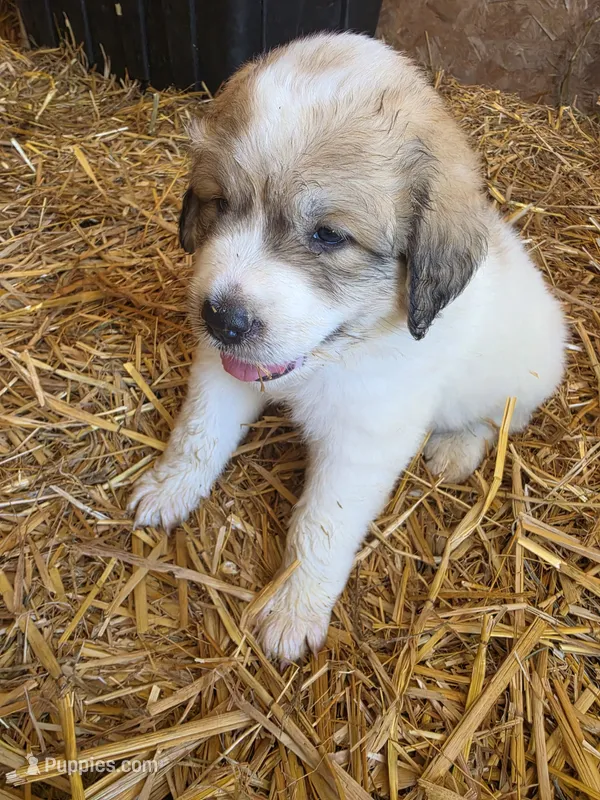 Dottie – Great Pyrenees puppy for sale in Osceola, IA