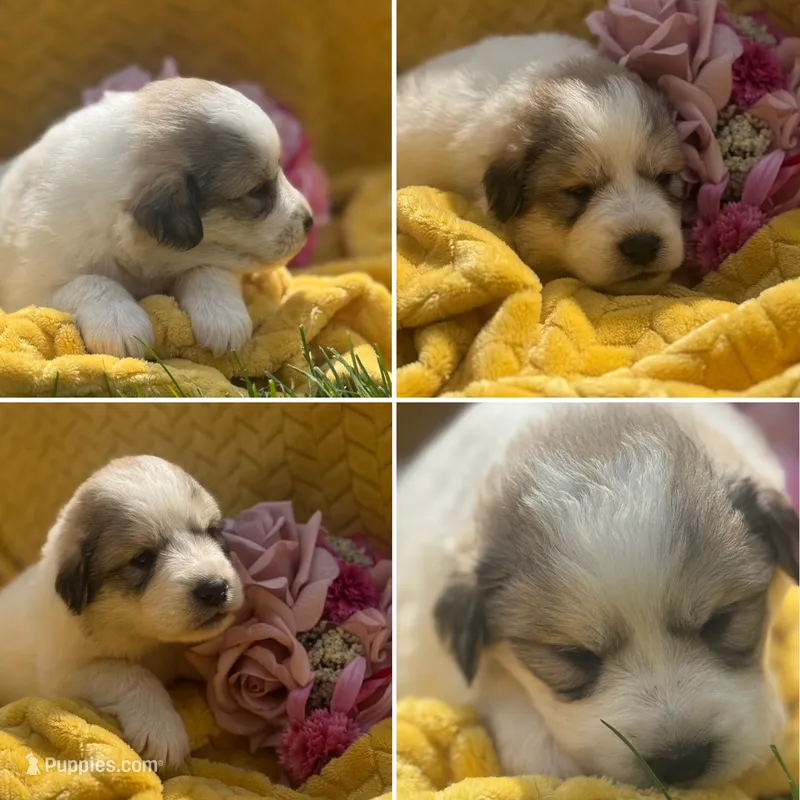 Minnie – Great Pyrenees puppy on hold in Osceola, IA