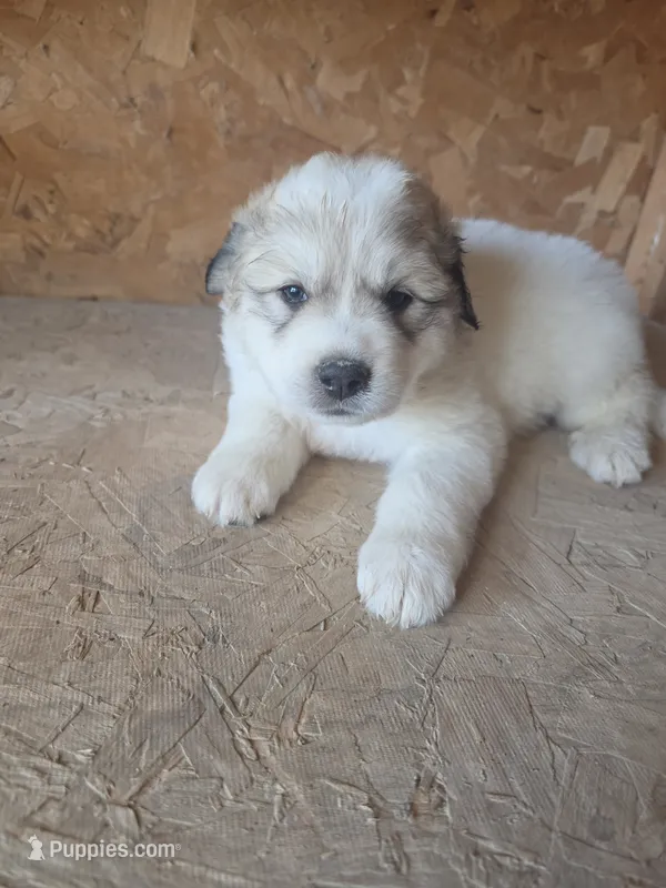 Queenie – Great Pyrenees puppy for sale in Osceola, IA