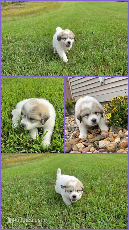 Queenie – Great Pyrenees puppy for sale in Osceola, IA