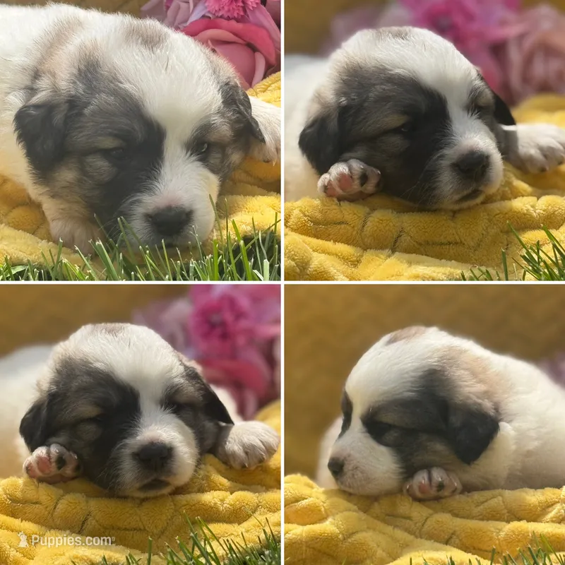 Cookie – Great Pyrenees puppy for sale in Osceola, IA