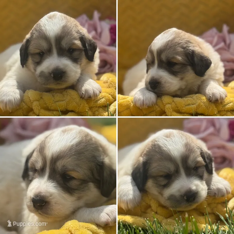 Dottie – Great Pyrenees puppy for sale in Osceola, IA