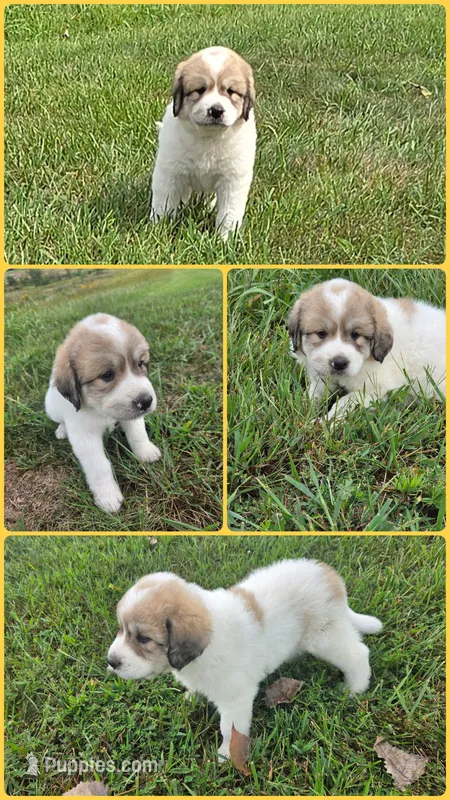 Dottie – Great Pyrenees puppy for sale in Osceola, IA