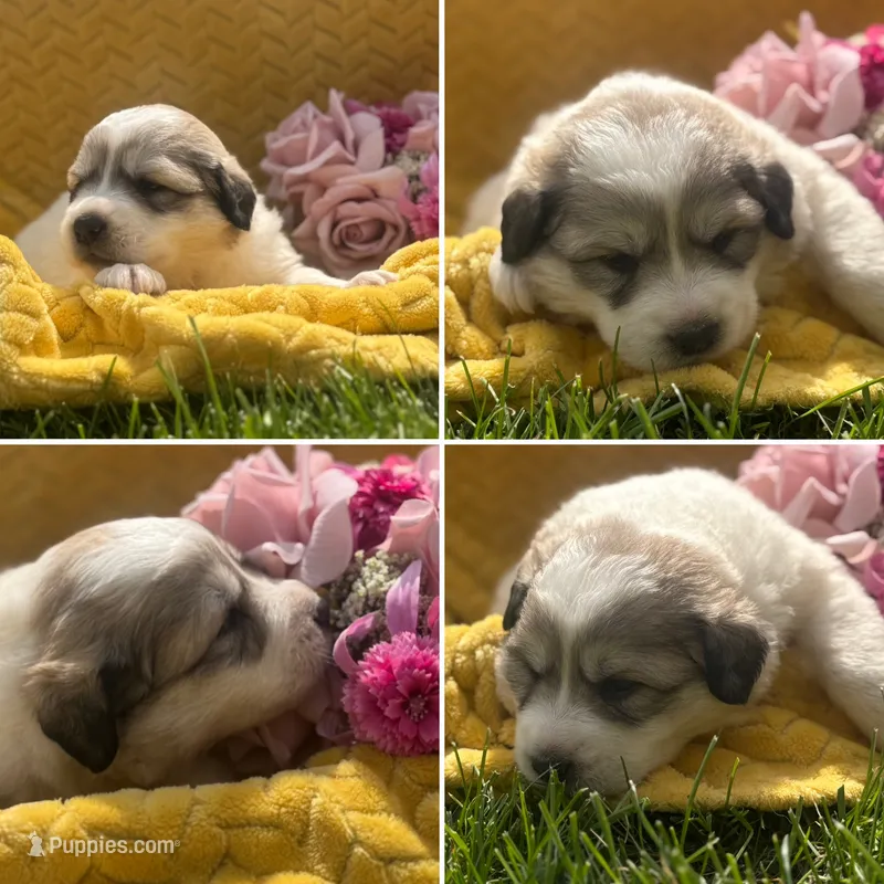 Queenie – Great Pyrenees puppy for sale in Osceola, IA