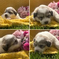 Queenie, a female Great Pyrenees for sale in Osceola, IA – 1 of 1