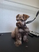 Lil Bro, PRICE REDUCED, a male Miniature Schnauzer for sale in Hugo, OK – Photo 4 of 9