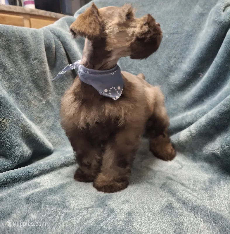 Lil Bro, PRICE REDUCED