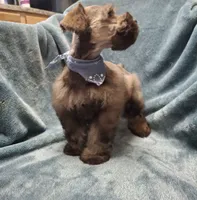 Lil Bro, PRICE REDUCED, a male Miniature Schnauzer for sale in Hugo, OK – Photo 1 of 9