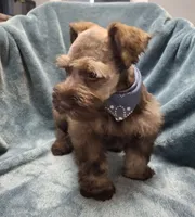 Lil Bro, PRICE REDUCED, a male Miniature Schnauzer for sale in Hugo, OK – Photo 6 of 9