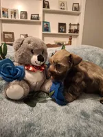 Lil Bro, PRICE REDUCED, a male Miniature Schnauzer for sale in Hugo, OK – Photo 2 of 9