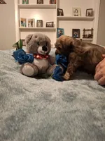 Lil Bro, PRICE REDUCED, a male Miniature Schnauzer for sale in Hugo, OK – Photo 5 of 9