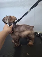 Lil Bro, PRICE REDUCED, a male Miniature Schnauzer for sale in Hugo, OK – Photo 8 of 9