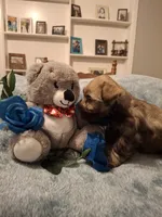 Lil Bro, PRICE REDUCED, a male Miniature Schnauzer for sale in Hugo, OK – Photo 3 of 9