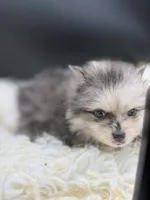 Marcel, a male Pomeranian for sale in Franklin, NC – Photo 7 of 8