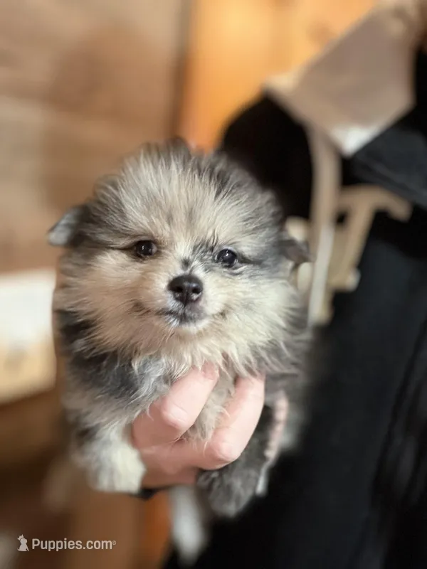Marcel, a male Pomeranian for sale in Franklin, NC – Photo 1 of 8
