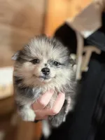 Marcel, a male Pomeranian for sale in Franklin, NC – Photo 1 of 8