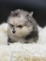 Marcel, a male Pomeranian for sale in Franklin, NC – Photo 6 of 8