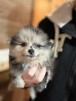 Marcel, a male Pomeranian for sale in Franklin, NC – Photo 2 of 8