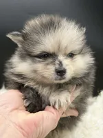 Marcel, a male Pomeranian for sale in Franklin, NC – Photo 8 of 8