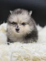 Marcel, a male Pomeranian for sale in Franklin, NC – Photo 5 of 8