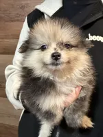 Marcel, a male Pomeranian for sale in Franklin, NC – Photo 3 of 8